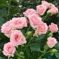 8d5f6f24-361b-11ef-890e-246e9611e8f7-1