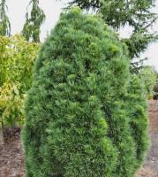 4fac2bff-7bf2-11ea-b7ee-005056c00008-1