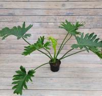 Снимок экрана_26-1-2026_16014_rassadacvetov.ru