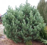 a37a4b51-c363-11ef-8915-246e9611e8f5-1