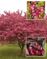 38ab0daf-cc15-11ef-8915-246e9611e8f5-1