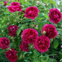 dcd82b35-425d-11ee-ae0a-001e673ebdea-1