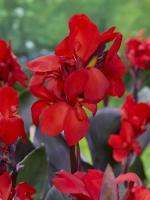 cdb4e74f-f250-11e5-9ba7-001e673ebdea-1