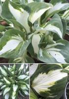 68d9f434-9ba3-11e2-8061-00500454e615-1