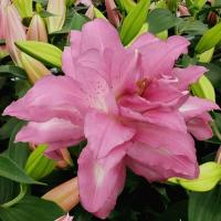 717903dc-035e-11e8-9d5f-005056c00008-1