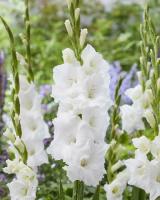 53a812c8-cf5a-11f0-891e-246e9611e8f6-1