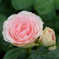 016d1d6b-2434-11e8-9db1-005056c00008-1