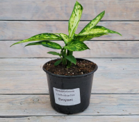 Screenshot 2026-01-26 at 13-36-32 Диффенбахия Везувий Vesuvius d12 - купить оптом и в розницу в Москве. - Цветочная компания Харченко