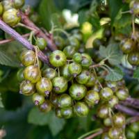 Смородина_Изумрудное_ожерелье_2