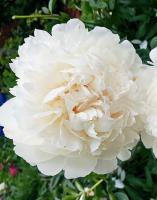 b22acf29-ffe4-11ef-8915-246e9611e8f5-1