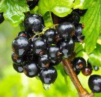 орловская серенада