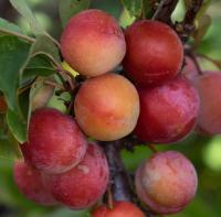 c6caa653-bed8-11f0-891d-246e9611e8f7-1