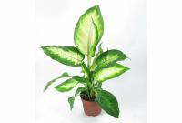 txu2x302ngk4szuwio0vcjlqt5mmu0oo