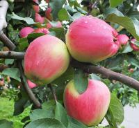 87881927-bb12-11f0-891d-246e9611e8f7-1