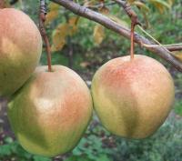 Самарская_жемчужина