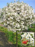 bcaa603c-1533-11f0-8918-246e9611e8f6-1