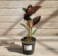 Screenshot 2026-01-26 at 12-46-30 Фикус Эластика Белиз Belize d12 - купить оптом и в розницу в Москве. - Цветочная компания Харченко