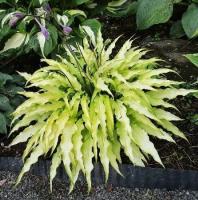 86280201-3643-11eb-b90a-005056c00008-1