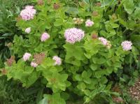 c79792b2-1139-11f0-8918-246e9611e8f6-1