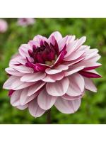 ba545424-3cf9-11e1-a760-00500454e615-1