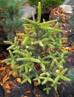 79c814ab-d4d2-11f0-891e-246e9611e8f6-1