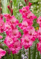 331fa4b1-3654-11df-a2c0-00235435134b-1