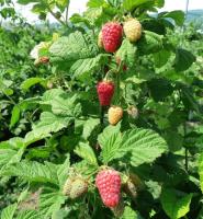 малина радзиева