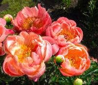 пион корал шарм