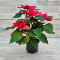 Снимок экрана_26-1-2026_15450_rassadacvetov.ru