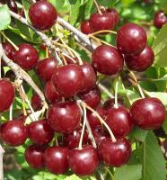 1e301251-cc0c-11ef-8915-246e9611e8f5-1