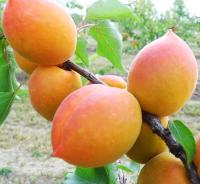 b0f1ce7e-bedd-11f0-891d-246e9611e8f7-1