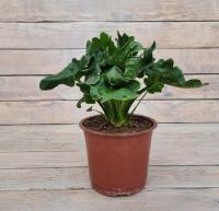 Снимок экрана_26-1-2026_16544_rassadacvetov.ru