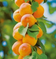 абрикос колон. голд