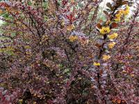 9665b66c-1144-11f0-8918-246e9611e8f6-1