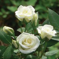 f86164d4-18cc-11ef-890d-246e9611e8f7-1