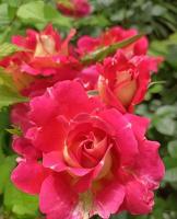 a228d46f-27d4-11e8-9db1-005056c00008-1