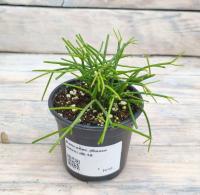 Снимок экрана_26-1-2026_161834_rassadacvetov.ru