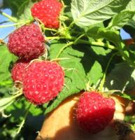 малина жозефина