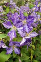 72e12740-e787-11e5-9ba7-001e673ebdea-1