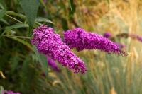 5e49b512-37aa-11eb-b90a-005056c00008-1