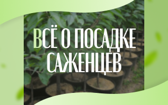  Обеспечьте саженцам крепкий старт!