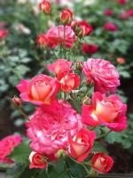 a642df11-361a-11ef-890e-246e9611e8f7-1