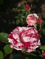 72c6bad1-361b-11ef-890e-246e9611e8f7-1