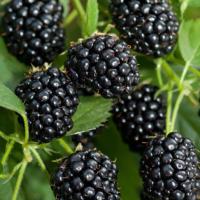 c37e7de2-cc20-11ef-8915-246e9611e8f5-1