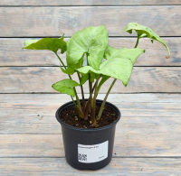 Screenshot 2026-01-26 at 12-31-00 Сингониум d12 - купить оптом и в розницу в Москве. - Цветочная компания Харченко