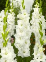 2978716c-6e71-11ec-8bcd-005056c00008-1