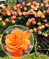 3bae1bc4-18cd-11ef-890d-246e9611e8f7-1