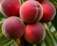 персик роял ли