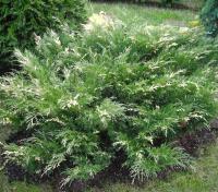 60daf1e1-3c94-11e8-8910-005056c00008-1