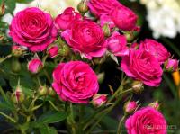 7dd421b3-27ce-11e8-9db1-005056c00008-1